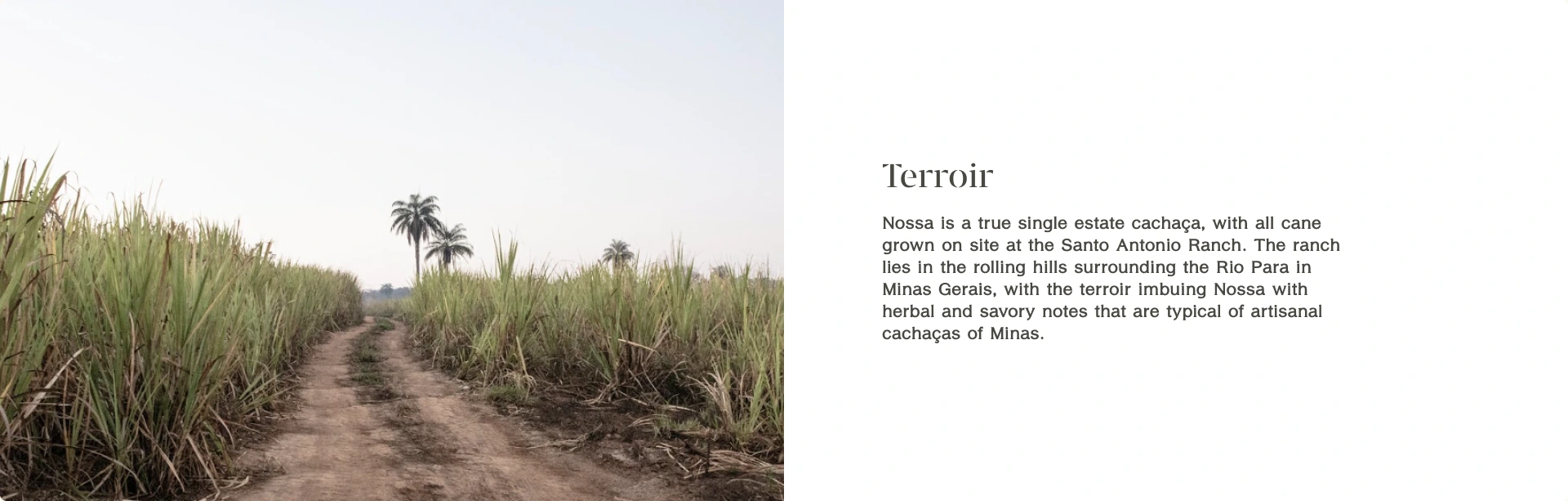 Production story — sugarcane photography paired with a clear editorial explanation